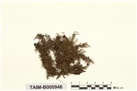 藏品(柱蒴絹苔)的圖片